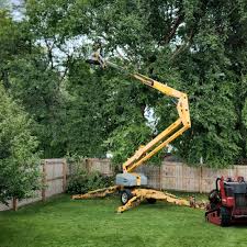 Best Palm Tree Trimming  in Calvert, TX