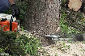 Best Tree Health Inspection  in Calvert, TX