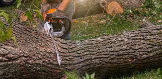 Best Tree Preservation Services  in Calvert, TX