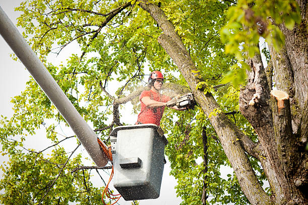 Best Tree and Shrub Care  in Calvert, TX